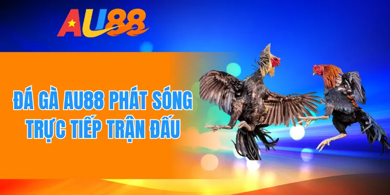 Đá gà AU88 phát sóng trực tiếp trận đấu 